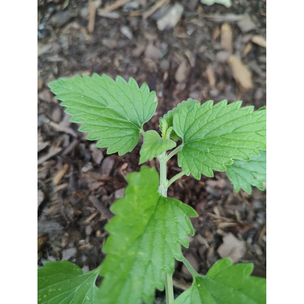 Organic Mature Homegrown Catnip